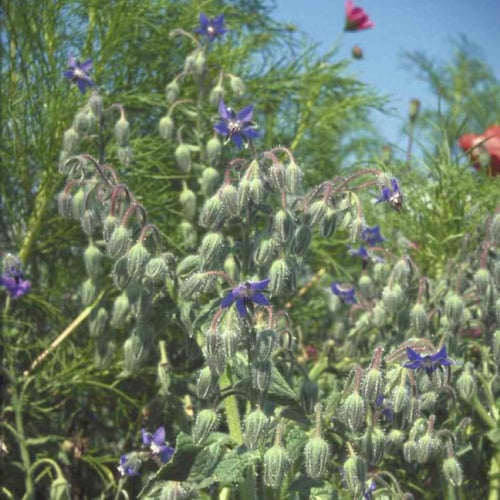 بذور خبز النحل العاسلة