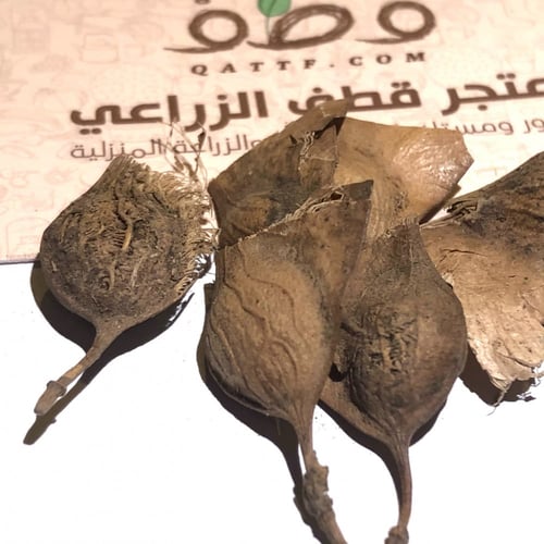 بذور شجرة جاكرندا صفراء - ابو المكارم