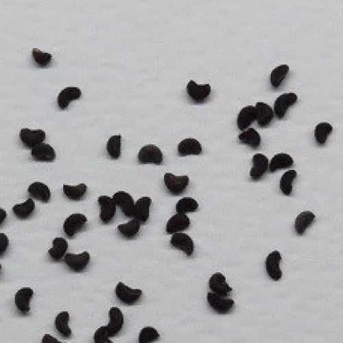 بذور عشبة الشذاب الطبية