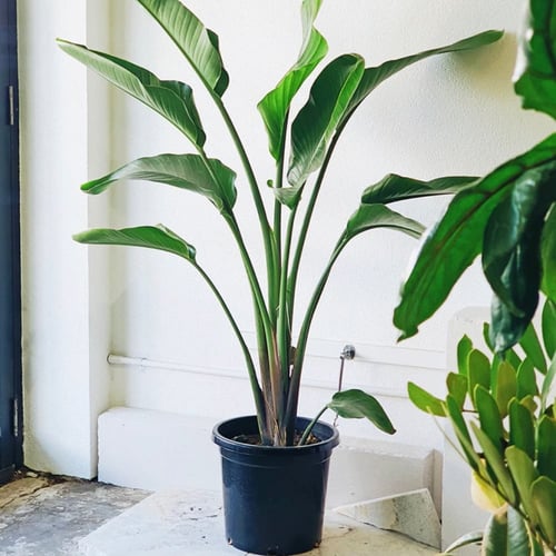 بذور شجرة عصفور الجنة أوجاستا