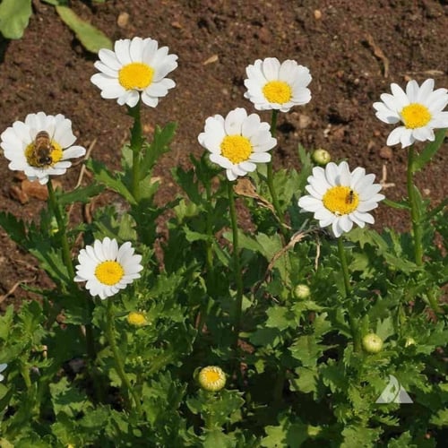 بذور اقحوان المروج