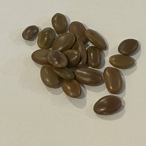 بذور شجرة السنط الابيض النادر