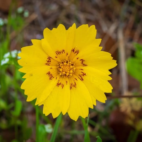 بذور زهرة كريوبسس الذهبية