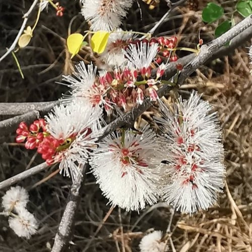 بذور طلح الضبة العسلي