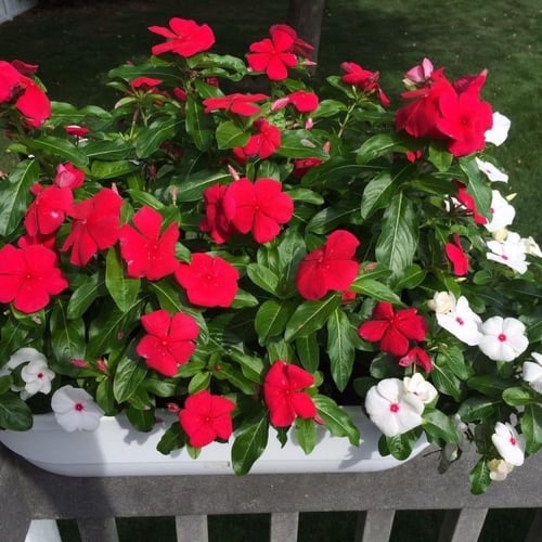 بذور البفتة الحمراء فينكا