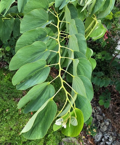 جملة 200 بذرة من شجرة بوهينيا خف الجمل