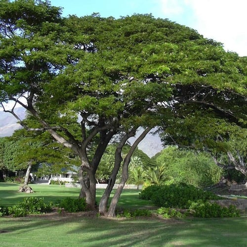 بذور شجرة لبخ المظلة العملاقة