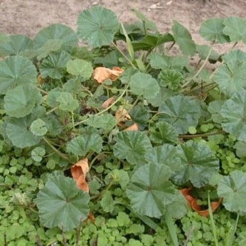 بذور شجيرة الخبيزة الموسمية