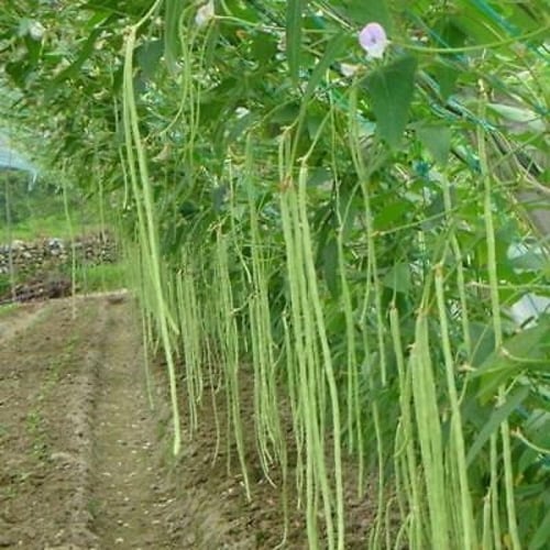 بذور اللوبيا الطويلة