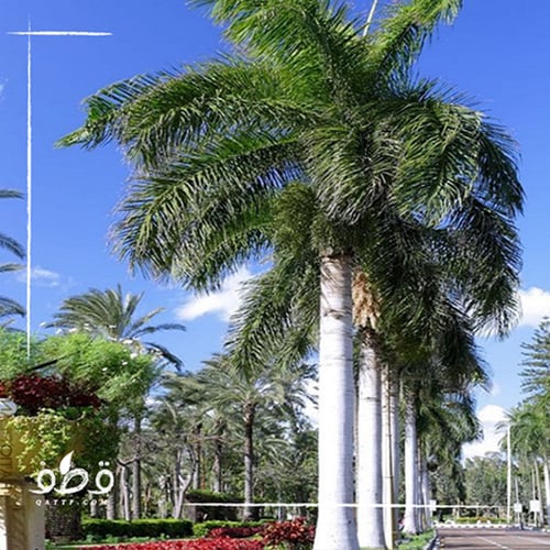 جملة بذور نخيل ملوكي