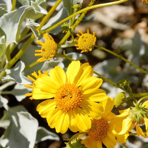 بذور انسيليا الذهبية