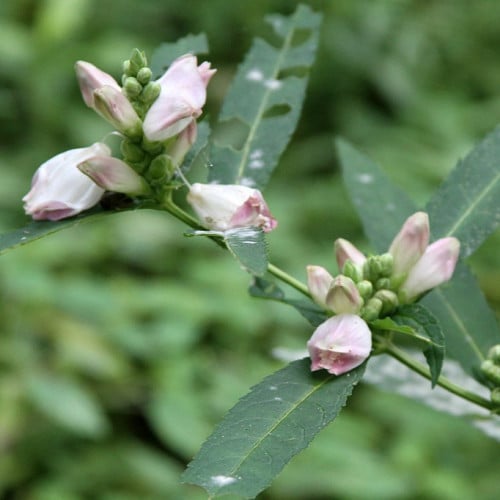 بذور زهرة السلحفاة