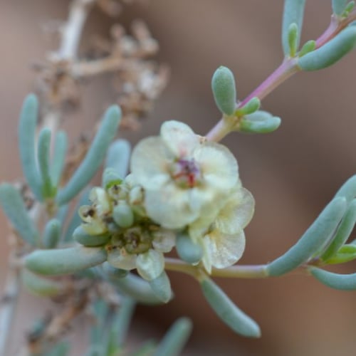 بذور شجيرة الروثة الرعوية