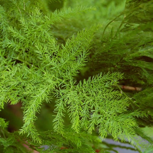 بذور شجيرة اسبرجوس