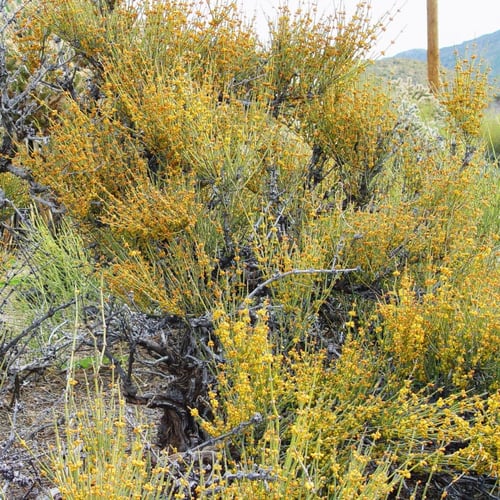 بذور عشبة العلندا الصفراء البري