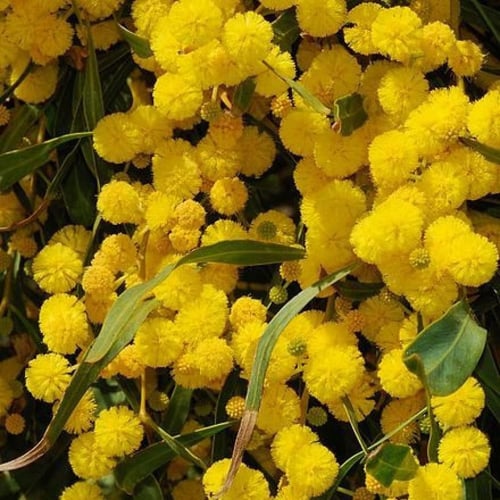 جملة 500 بذرة من كاسيا ساليجنا