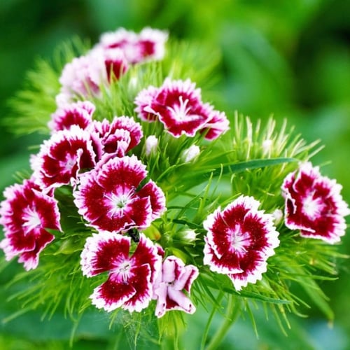 بذور القرنفل الصيني ديانتس