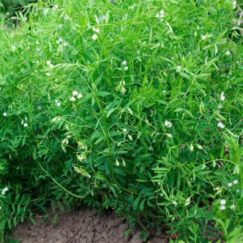 بذور شجرة العدس البني