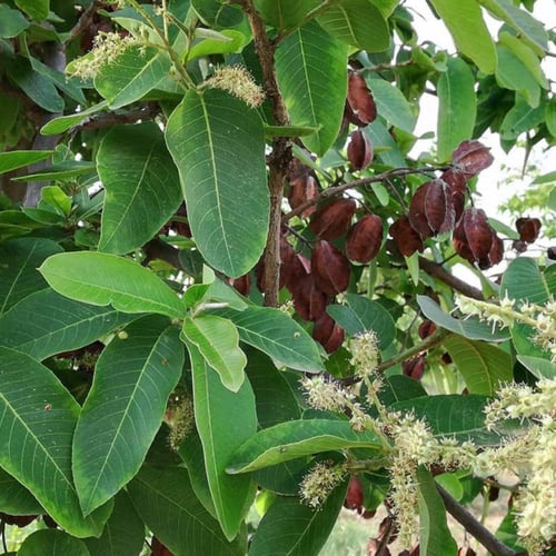 بذور شجرة ترميناليا أرجونا