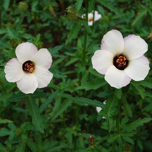 بذور زهرة هيبيسكس البيضاء