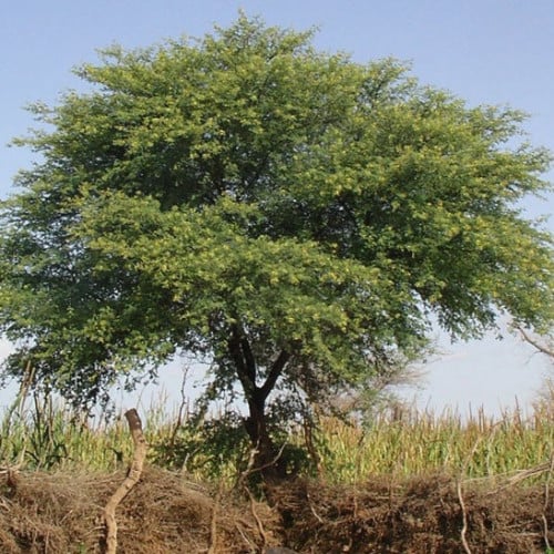 جملة 300 بذرة من شجر القرض النيلي