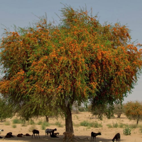 بذور شجرة الفرفارة