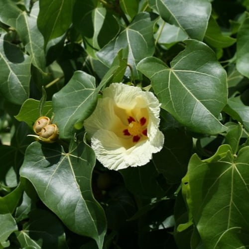 بذور شجرة الخبيز الساحلي - تسبيسيا بوبولينا