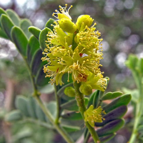 بذور شجرة السنط الابيض النادر