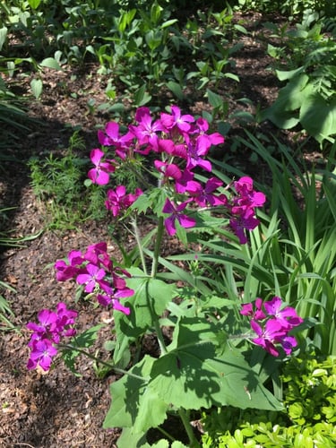 بذور زهرة ليوناريا