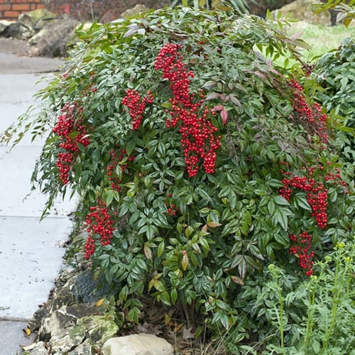 بذور شجرة ناندين للزينة