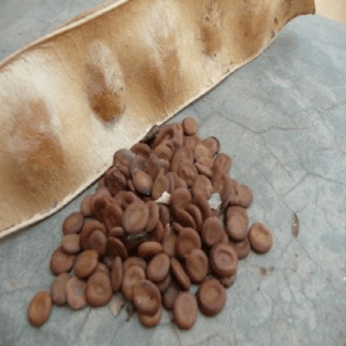 جملة 300 بذرة من شجرة اللبخ . ذقن الباشا