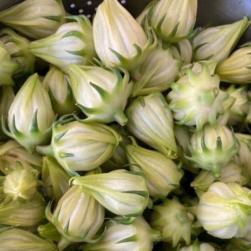 جملة بذور نبات الكركديه غجر ابيض