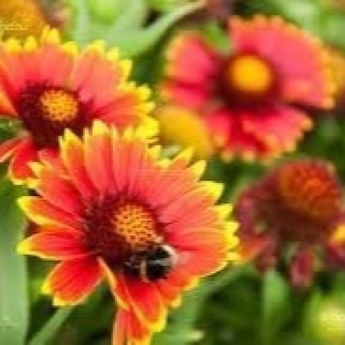 جملة 1000 بذرة زهور جيلارديا العنبر الكشميري