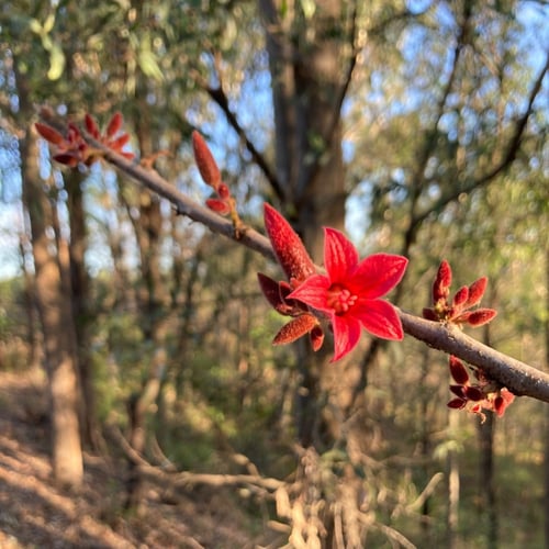 بذور استركوليا لوريدا