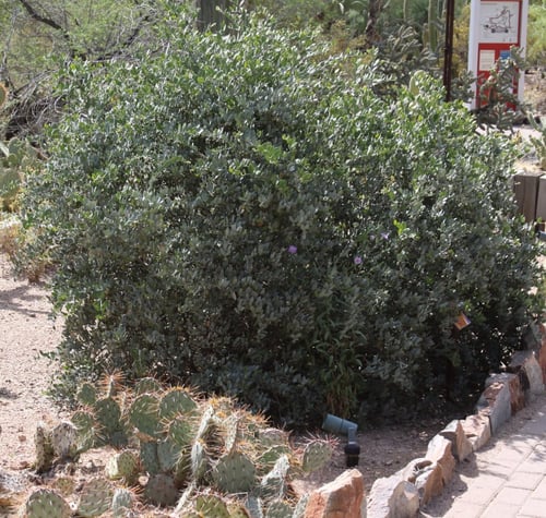 بذور شجيرة جوجوبا