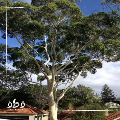 بذور شجرة الأوكالبتوس الكينا البلدي أو الكافور