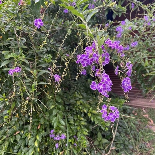 بذور شجيرة دورانتا شجرة البخور