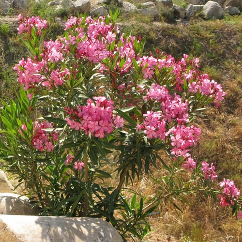 بذور شجرة الدفلة الزهرية البيضاء