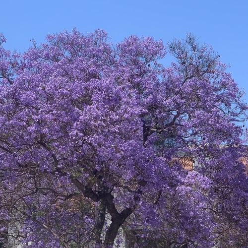 بذور شجرة جاكرندا البنفسجية