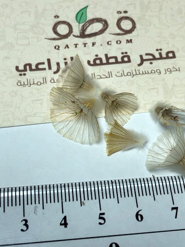 بذور شجيرة طربة ام قلاص البرية