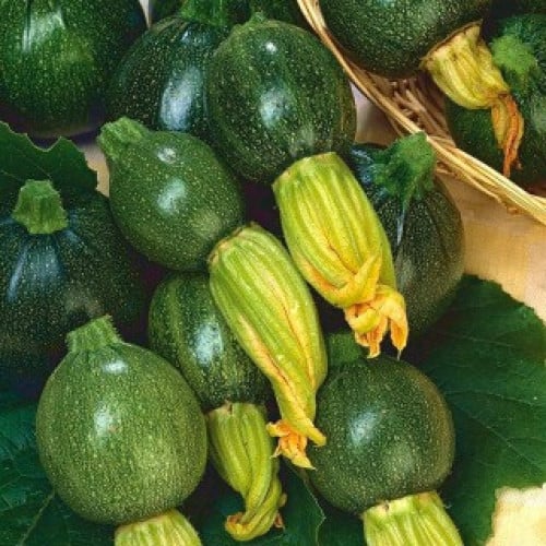 بذور كوسة المدورة F1 هجين , كوسا هدد