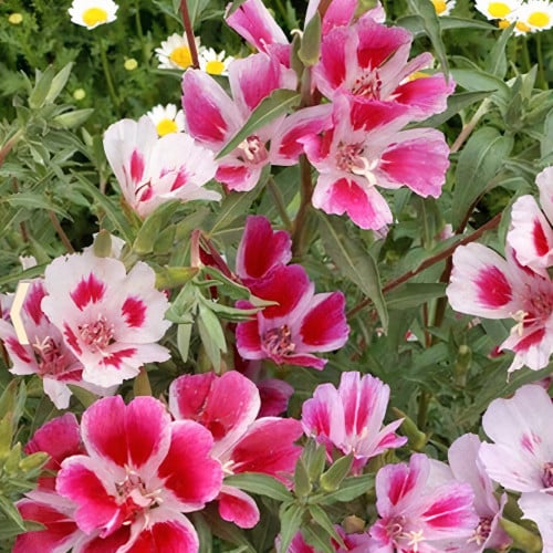 بذور زهرة وداع الربيع كلاركيا