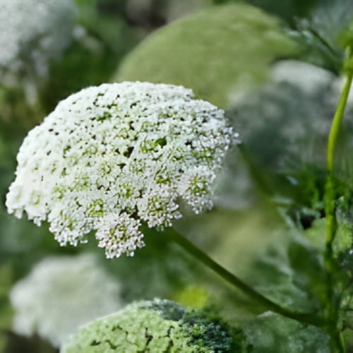 بذور الخلة البرية