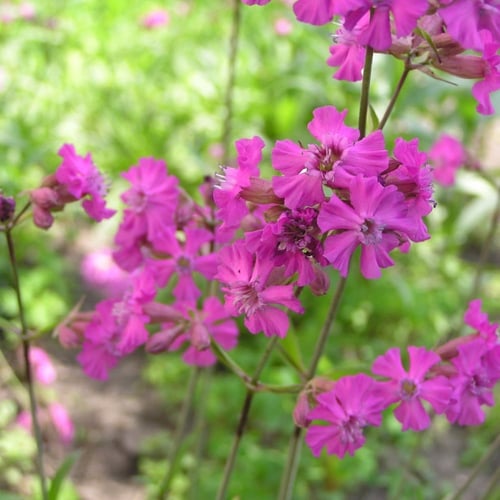 بذور زهرة فيسكاريا