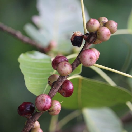 بذور فيكس لسان العصفور