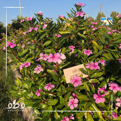 بذور البفتة فينكا ملون