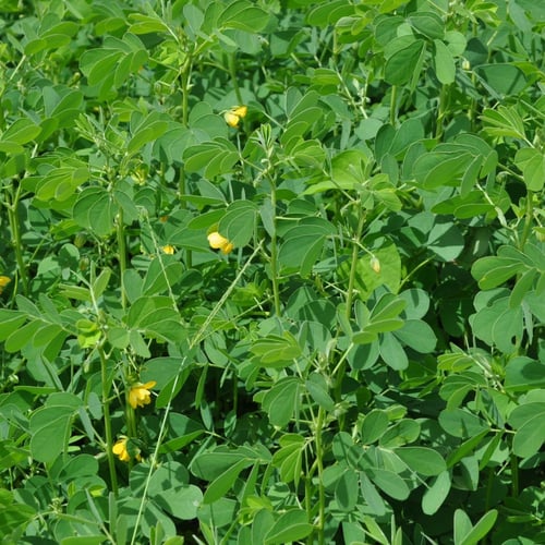 بذور شجيرة سنا الصينية . سنا المنجل