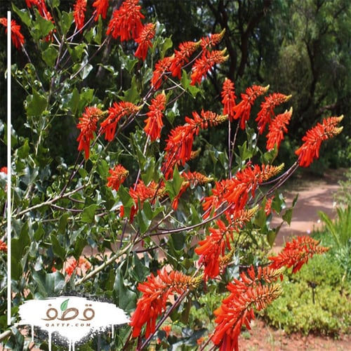 ‫بذور شجيرة ارثرينا