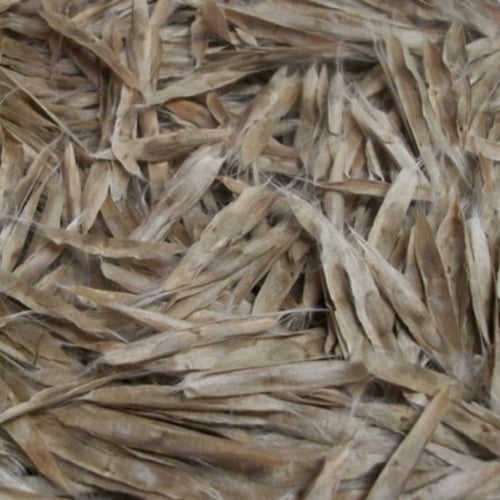 بذور شجرة كاتالبا بينونيويديس