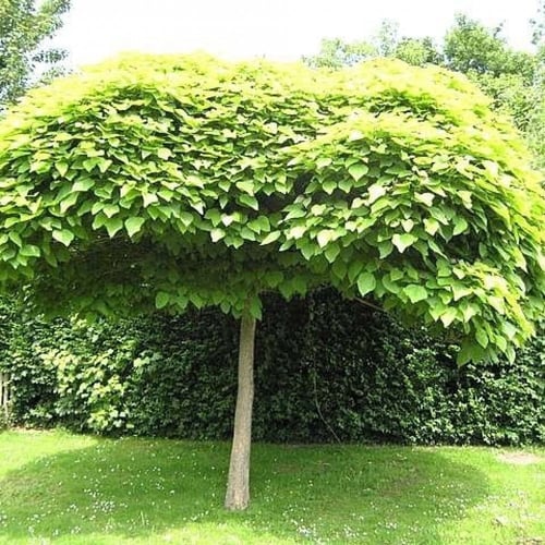 بذور شجرة كاتالبا بونجي الوردية